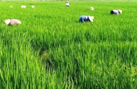 水稻有機種植基地